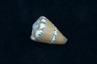 藏品(船長芋螺)的圖片